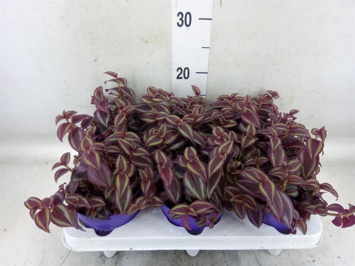 Tradescantia Purple Passion – purpurowa trzykrotka wys do 20cm