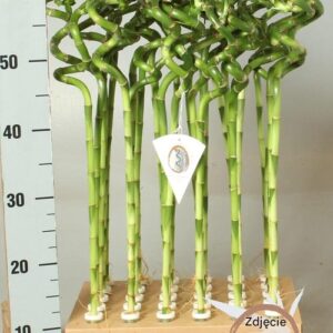 Dracena 'Lucky Bamboo' wys 50cm bambus