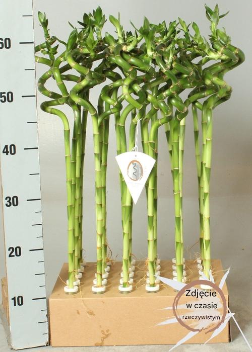 Dracena 'Lucky Bamboo' wys 50cm bambus