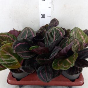 Calathea roseopicta Dottie Kalatea roślina tropikalna wys. 30cm