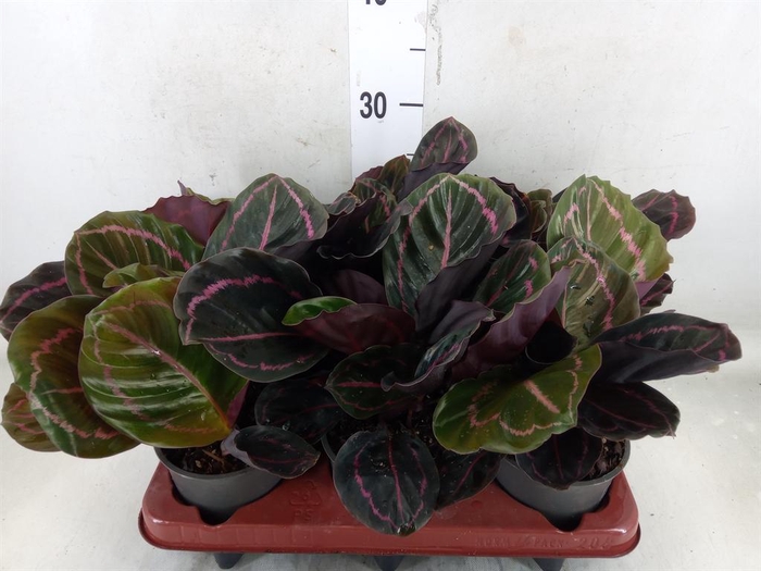 Calathea roseopicta Dottie Kalatea roślina tropikalna wys. 30cm