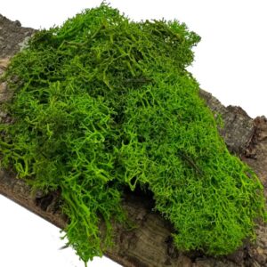 Mech Chrobotek do terrarium jasnozielony 100g