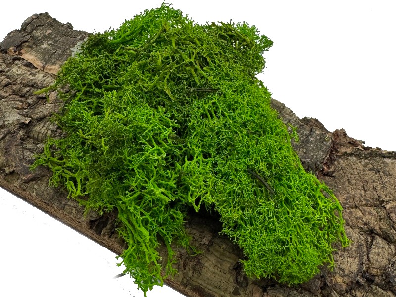 Mech Chrobotek do terrarium jasnozielony 100g