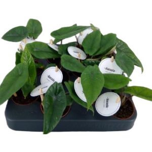 Alocasia alokazja scalprum 10cm