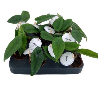 Alocasia alokazja scalprum 10cm