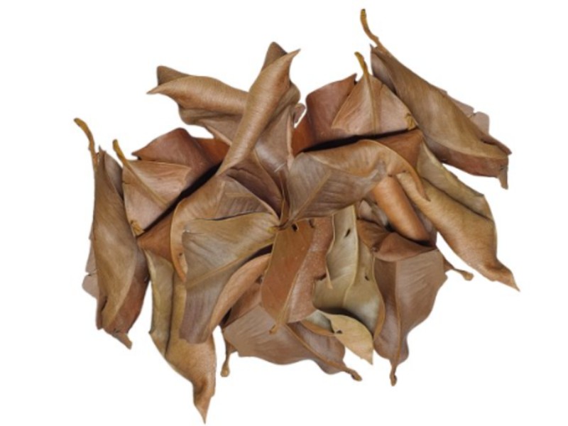 ReptiLeaves Mangosteen 40g liście mangostanu do terrariów tropikalnych