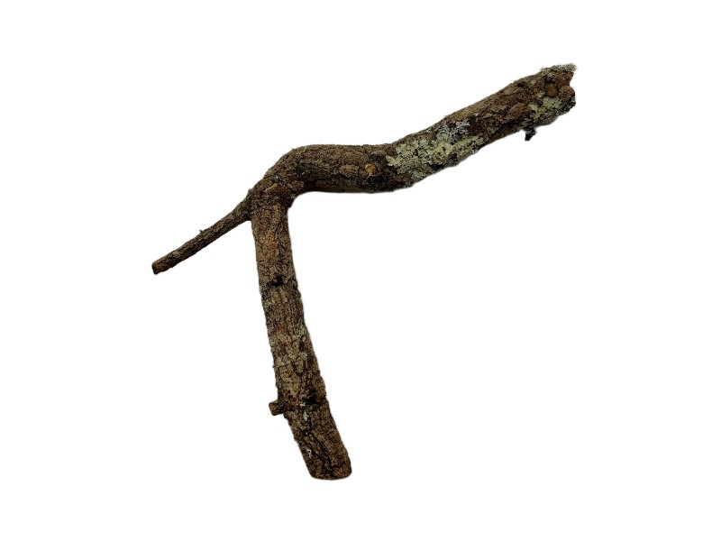 Gałęzie korkowe proste do terrarium 100-120cm