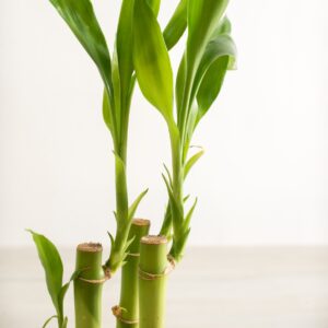 Dracena 'Lucky Bamboo' wys 50cm bambus