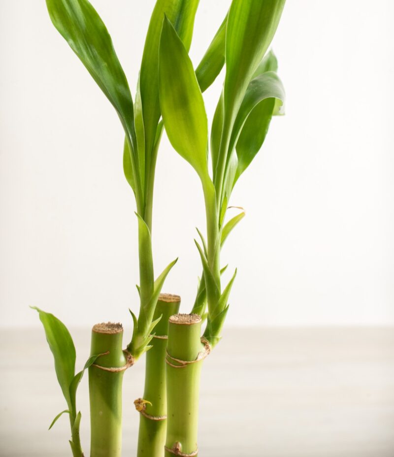 Dracena 'Lucky Bamboo' wys 50cm bambus