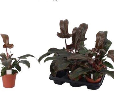 Philodendron Florida Bronze filodendron brązowy wys 30cm