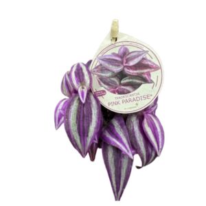 Tradescantia 'Pink Paradise – urocza trzykrotka wys 10cm