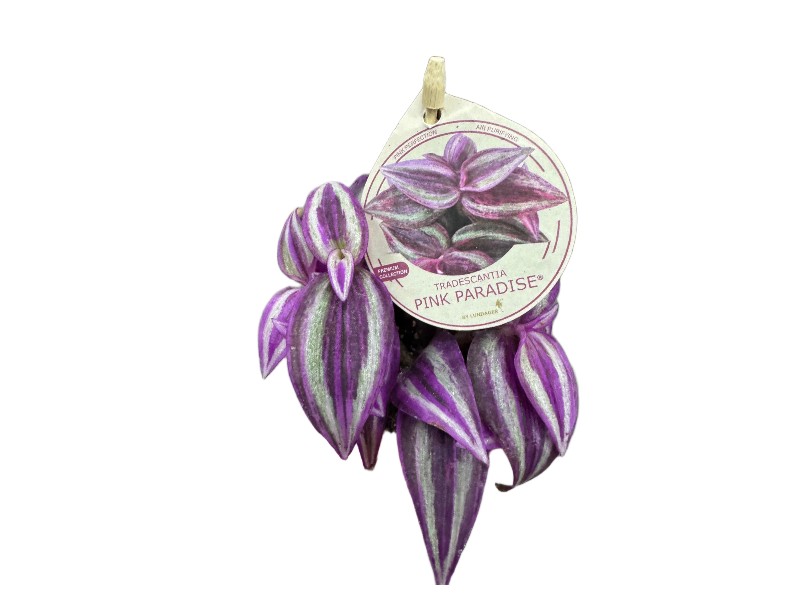 Tradescantia 'Pink Paradise – urocza trzykrotka wys 10cm