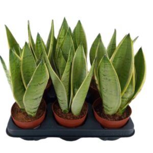 Sansewieria gwinejska Dracaena trifasciata język teściowe wężownica 27cm