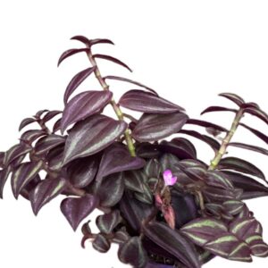 Tradescantia Purple Passion – purpurowa trzykrotka wys 10cm