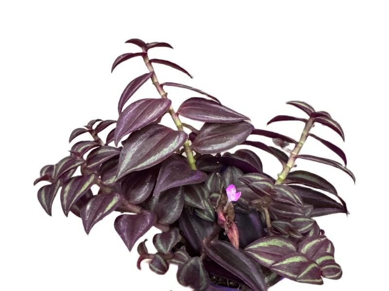 Tradescantia Purple Passion – purpurowa trzykrotka wys 10cm