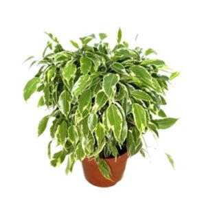 Fikus beniamin Ficus 'Kinky' wys 25cm