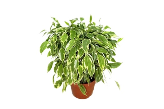 Fikus beniamin Ficus 'Kinky' wys 25cm
