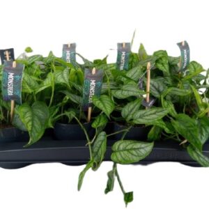 Monstera siltepecana monstera srebrzysta wys. ok. 20cm