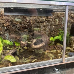 5a1174f43bd5f05bad31b225405f0914.jpg Nephrolepis exaltata Green Moment dekoracyjna paproć 30cm