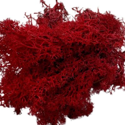 6598d92cd41954c477c2e48bb88264af.jpg Mech Chrobotek do terrarium czerwony 100g