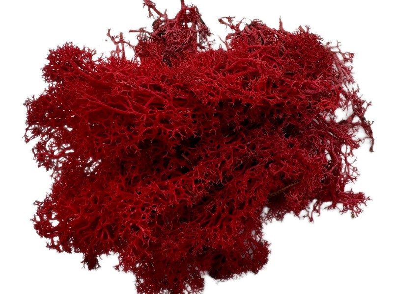 6598d92cd41954c477c2e48bb88264af.jpg Mech Chrobotek do terrarium czerwony 100g