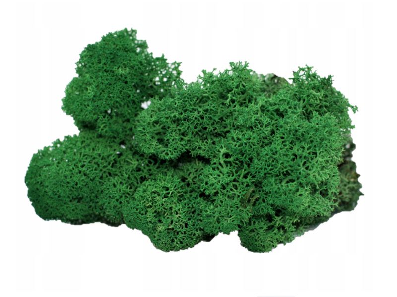 Mech Chrobotek naturalny zielony 100g