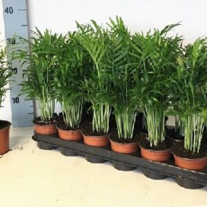 Chamed Elegans 35cm palma doniczkowa