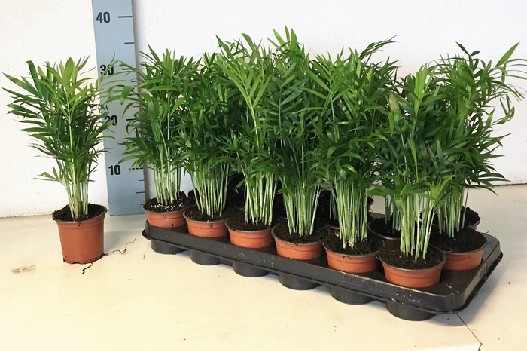 Chamed Elegans 35cm palma doniczkowa