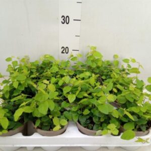 Fikus Ficus pumila Green Sunny wys. 20