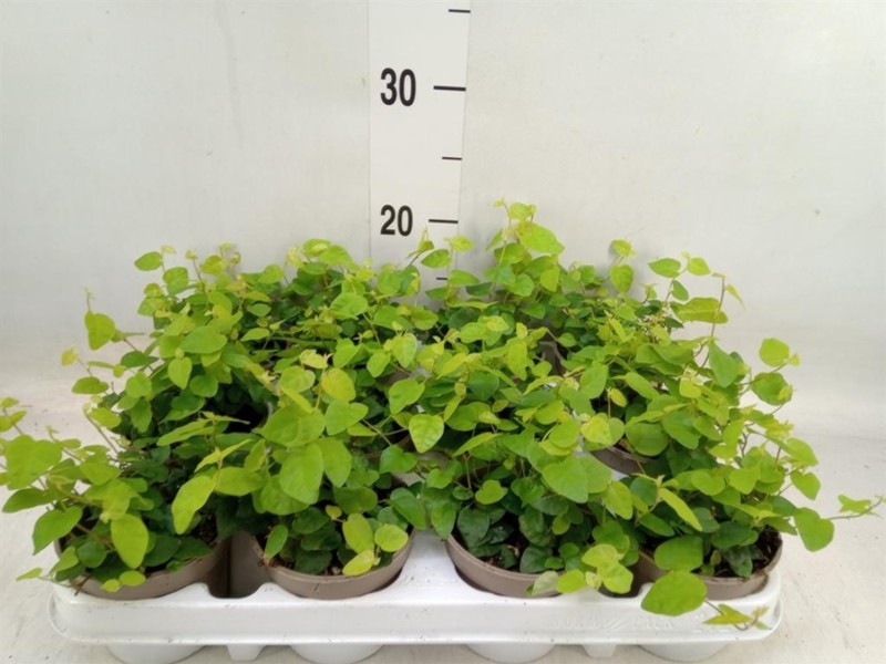 Fikus Ficus pumila Green Sunny wys. 20