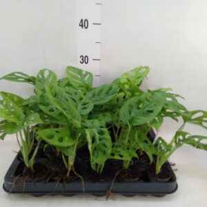 Monstera obliqua Monkey Mask małpia maska wys. do 30cm