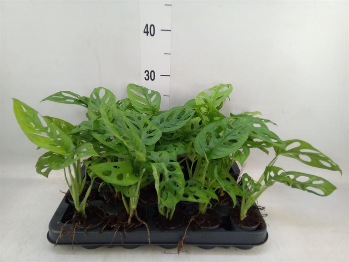 Monstera obliqua Monkey Mask małpia maska wys. do 30cm