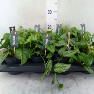 Monstera siltepecana monstera srebrzysta wys. ok. 20cm