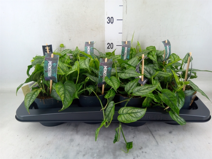 Monstera siltepecana monstera srebrzysta wys. ok. 20cm