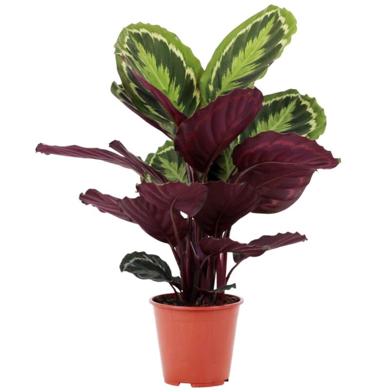 Calathea Kalatea 40cm