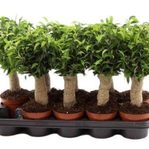 Fikus Ficus benjamina Natasja owinięty jutą wys 35cm