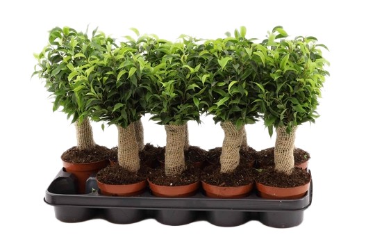 Fikus Ficus benjamina Natasja owinięty jutą wys 35cm