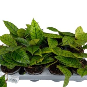 Hoya hoja Hoya callistophyll tropikalne pnącza wys 20cm