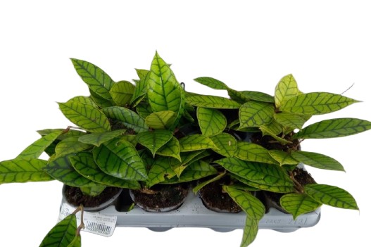 Hoya hoja Hoya callistophyll tropikalne pnącza wys 20cm