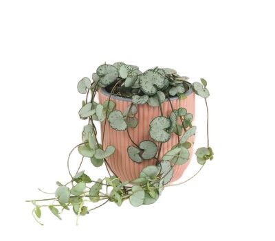 Ceropegia woodii Silver Glory sukulent