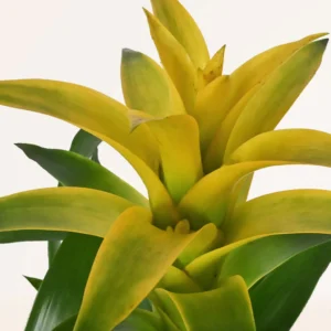 Bromelia guzmania żółta