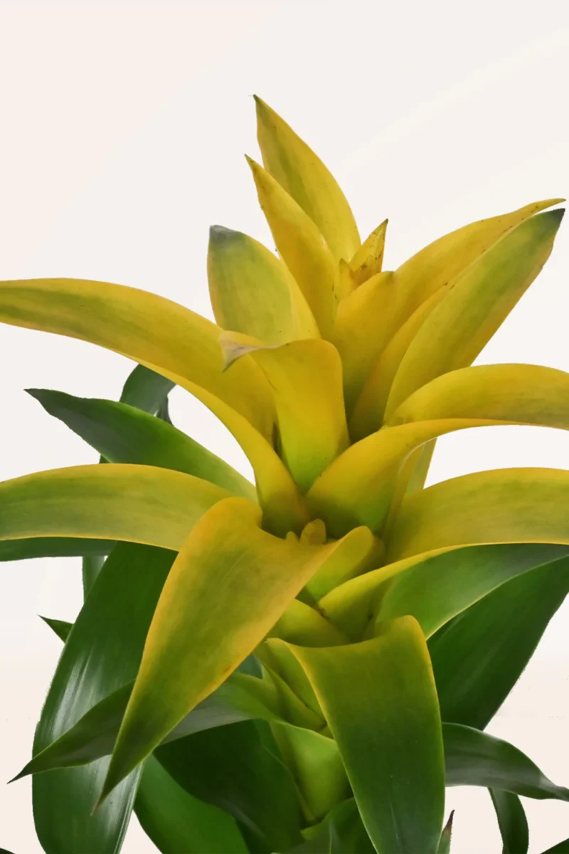 Bromelia guzmania żółta