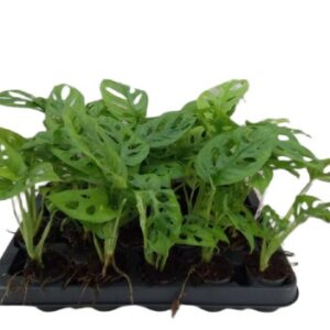 Monstera obliqua Monkey Mask małpia maska wys. do 30cm