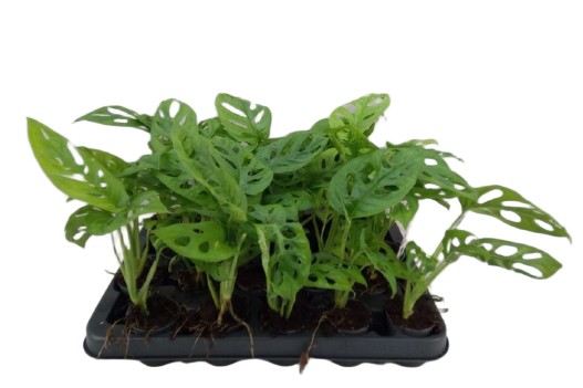 Monstera obliqua Monkey Mask małpia maska wys. do 30cm