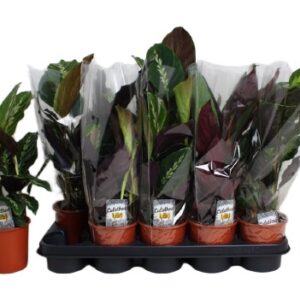 Calathea Kalatea 40cm