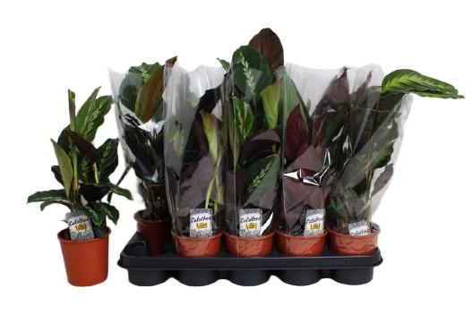 Calathea Kalatea 40cm