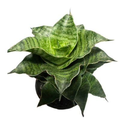 Sansewieria Sansevieria Mahanakorn wys 15cm rzadka unikat