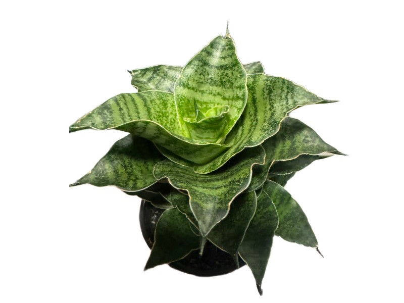 Sansewieria Sansevieria Mahanakorn wys 15cm rzadka unikat