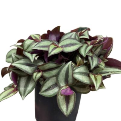 8df597d6bfbc1873ec1300793fa18eff.jpg Tradescantia zebrina Purpusii – trzykrotka pasiasta Purpusii wys do 18cm