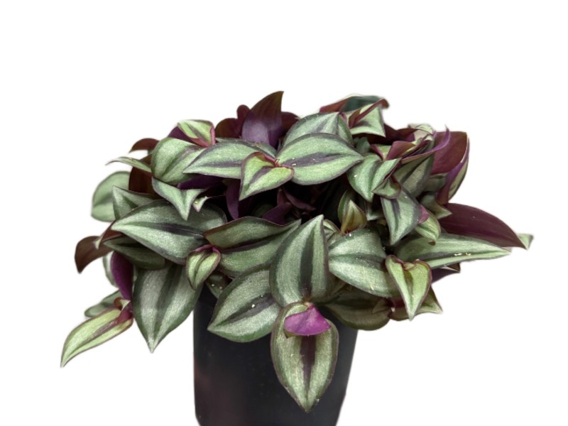 8df597d6bfbc1873ec1300793fa18eff.jpg Tradescantia zebrina Purpusii – trzykrotka pasiasta Purpusii wys do 18cm